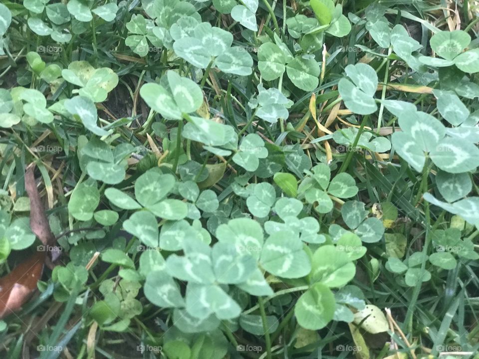 A patch of beautiful green four leaf clovers laying in the green grass in the yard. USA, America 