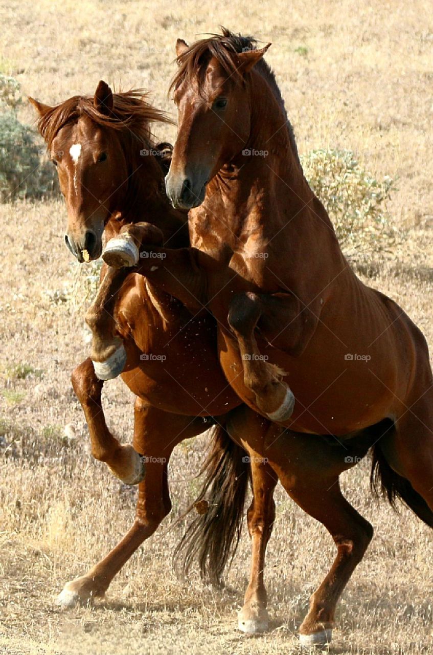 Wild Stallions Sparring in Desert