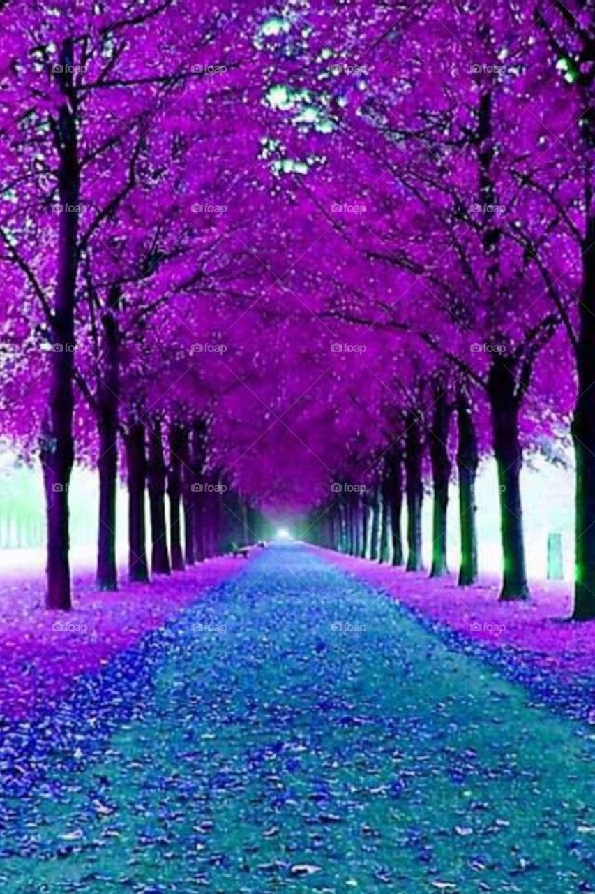 Fantastic road and both side colorfully trees looking awesome and it is God gifted trees attract the road. 🙄🙄🙄