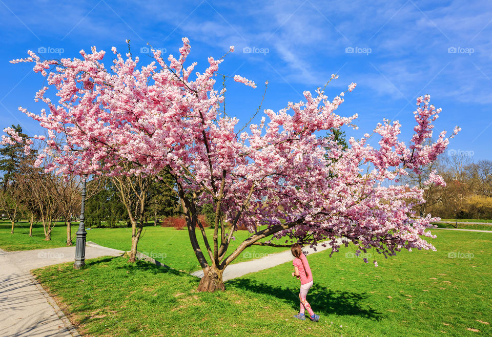 Tree, Cherry, Flower, Branch, Season