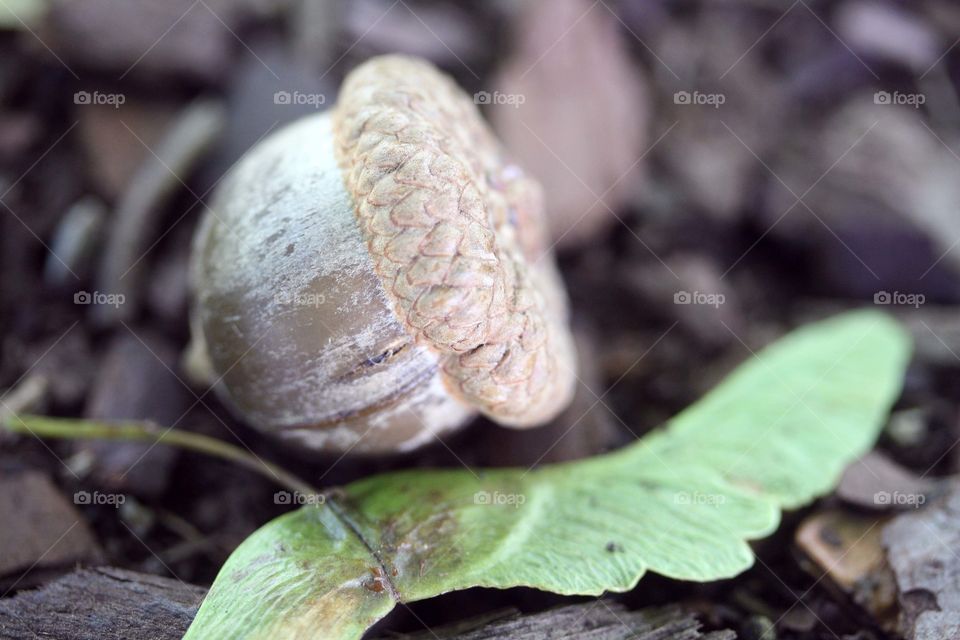 Acorn and maple seed