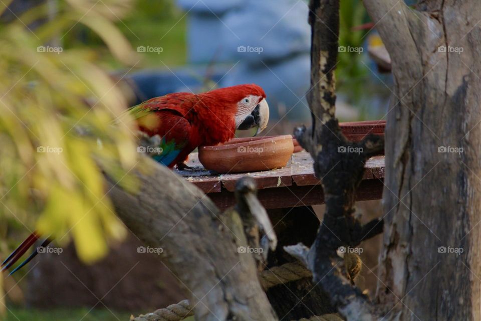 Look at this bird . Isn’t he so beautiful ?