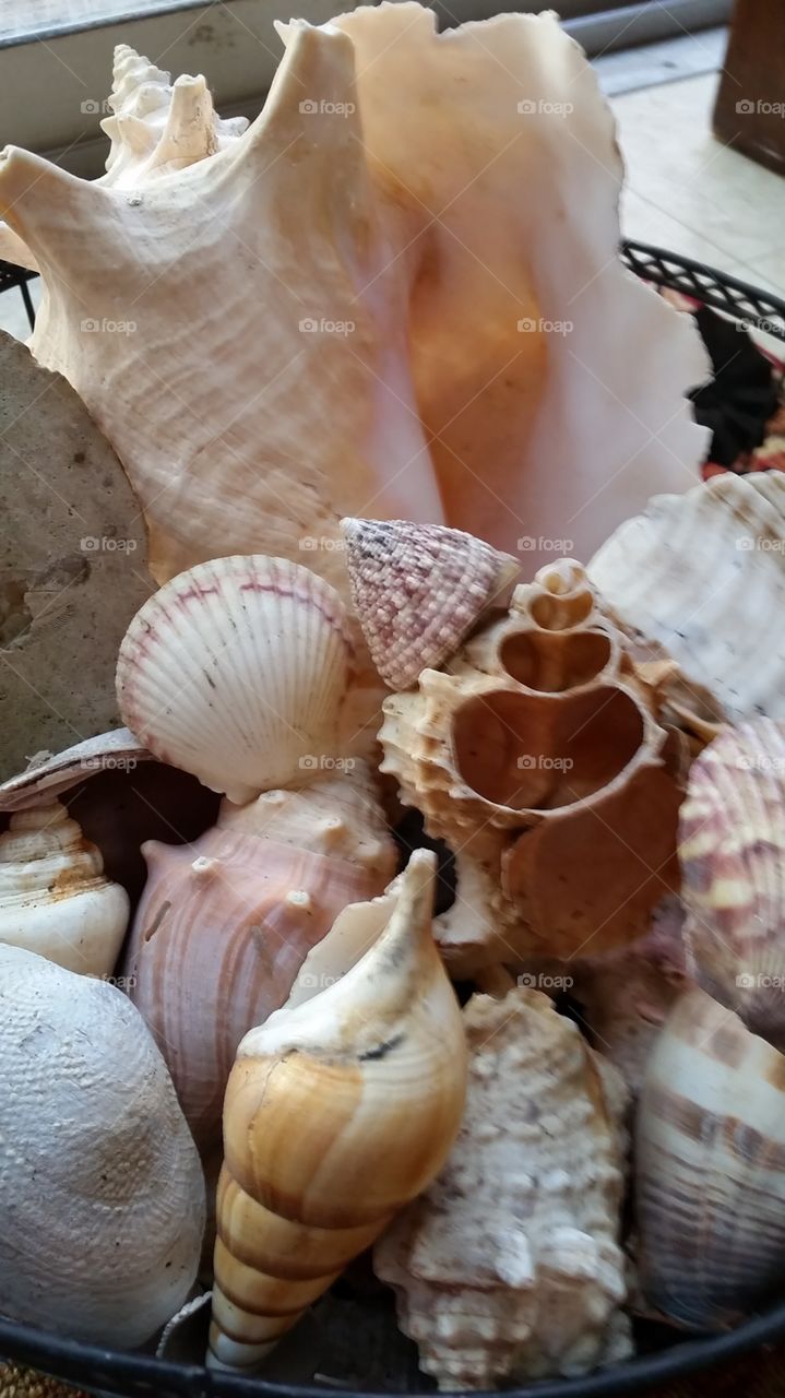 Shells of Summers Past