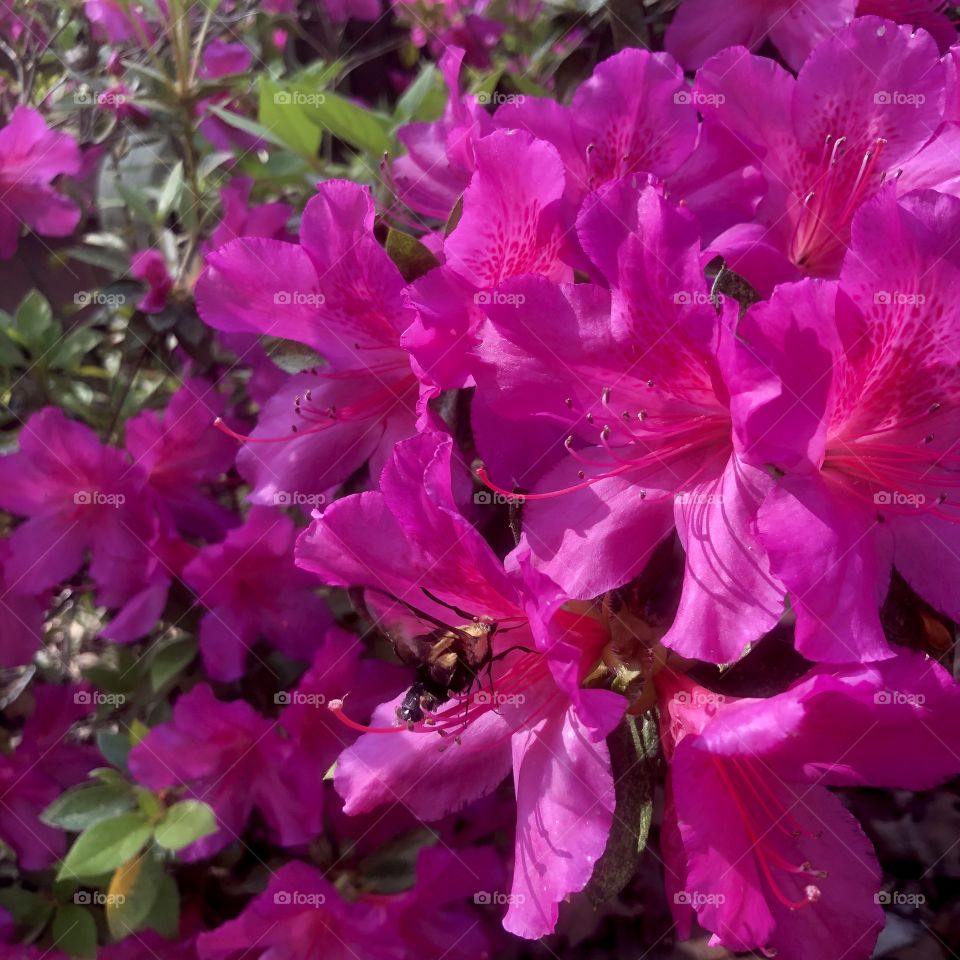 Closeup pink azalea blooms 