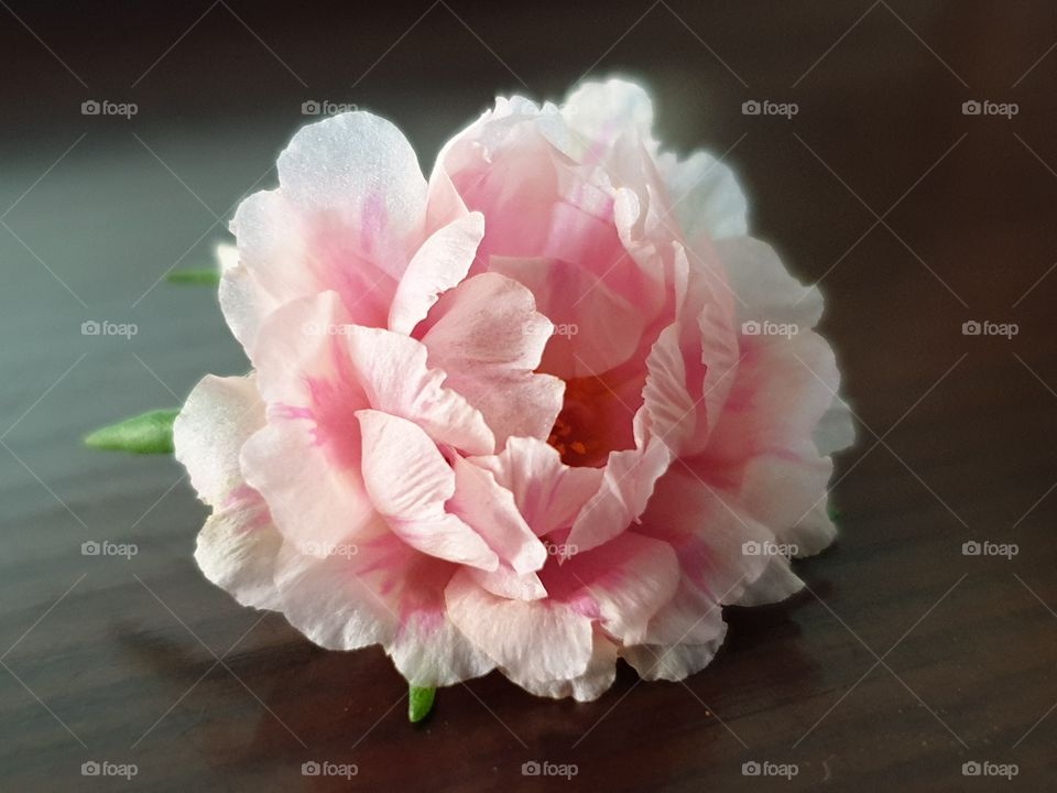 my beautiful Portulaca grandiflora