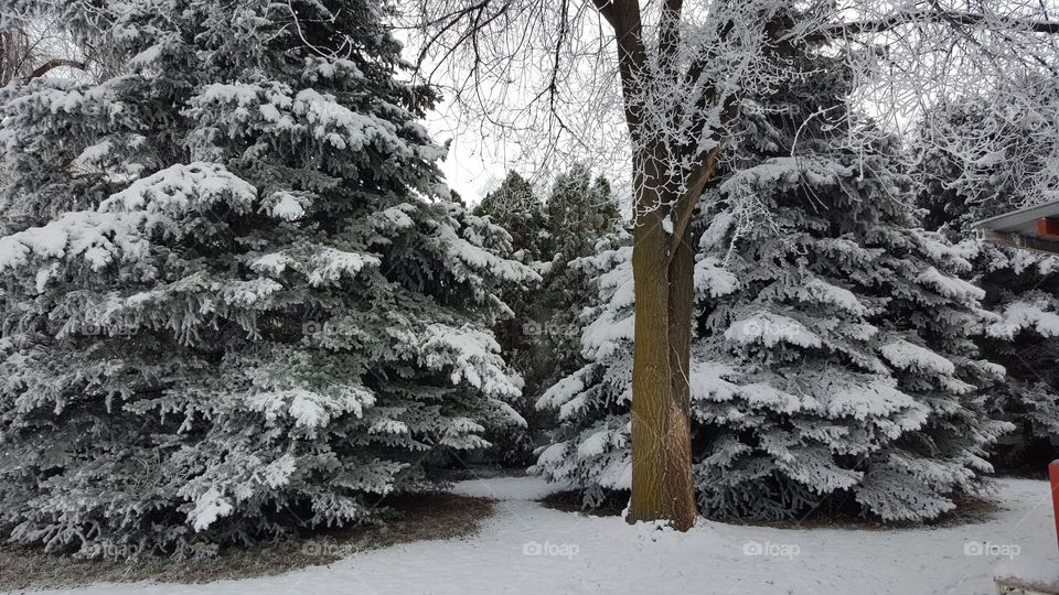 Winter, Snow, Tree, Wood, Pine