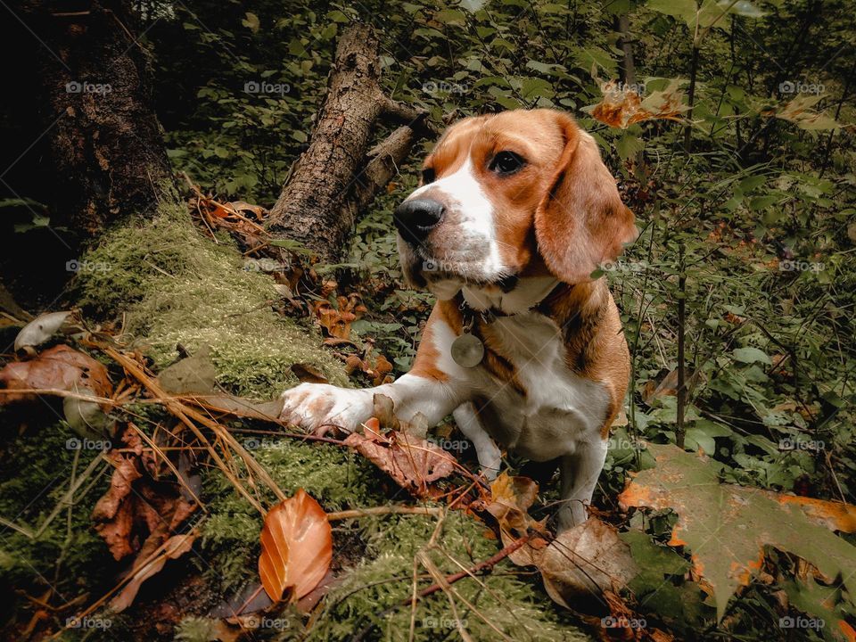 Beagle