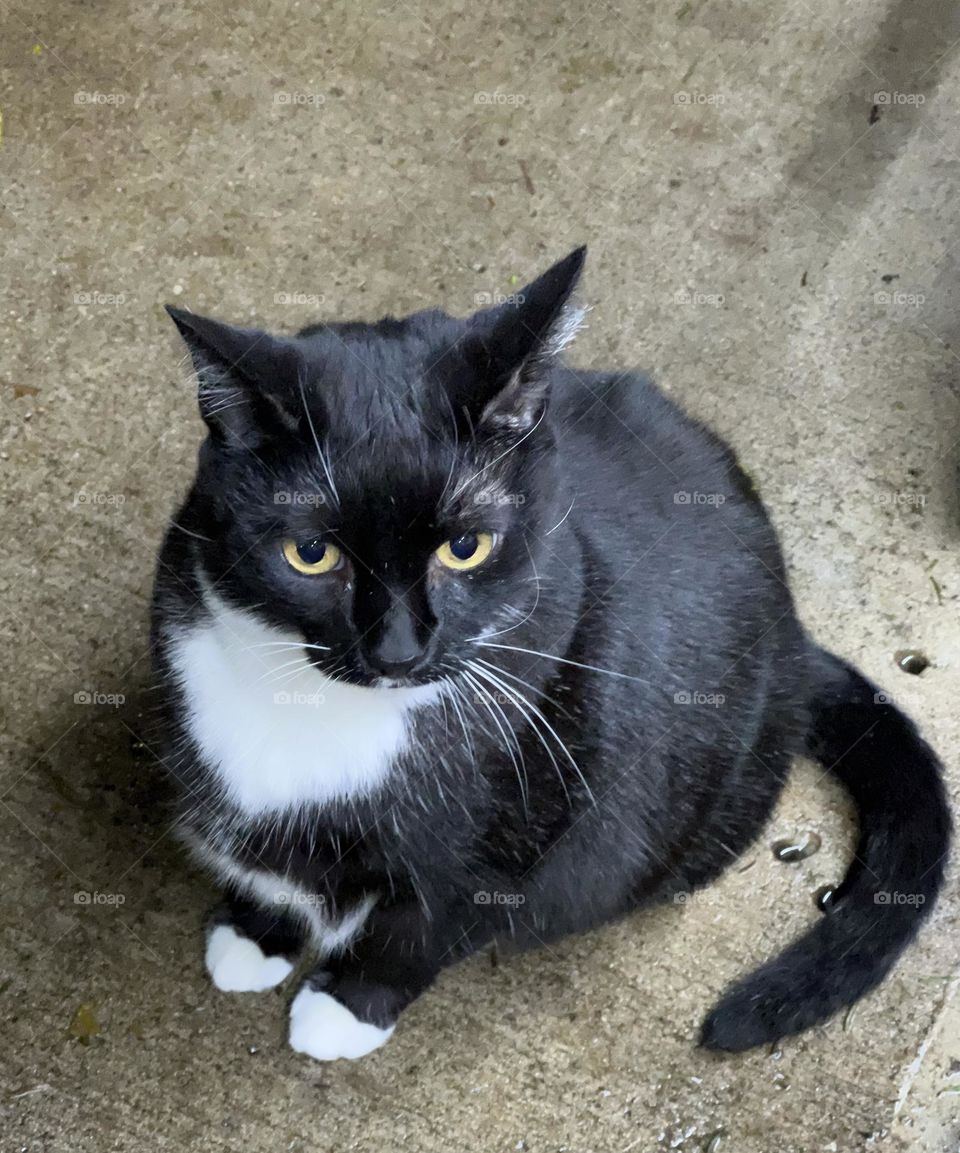 Black and white cat sitting in the pavement.