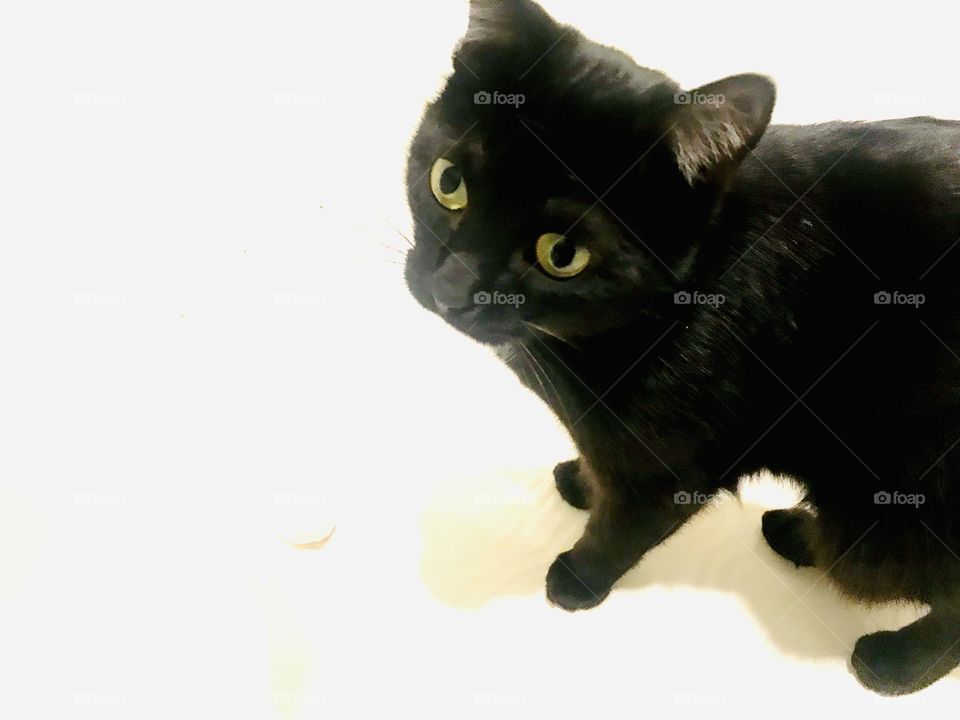 Darling little black kitty looking around and playing in large white whirlpool tub. 