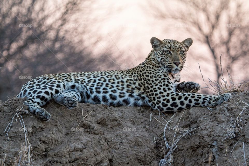 Leopard laid back