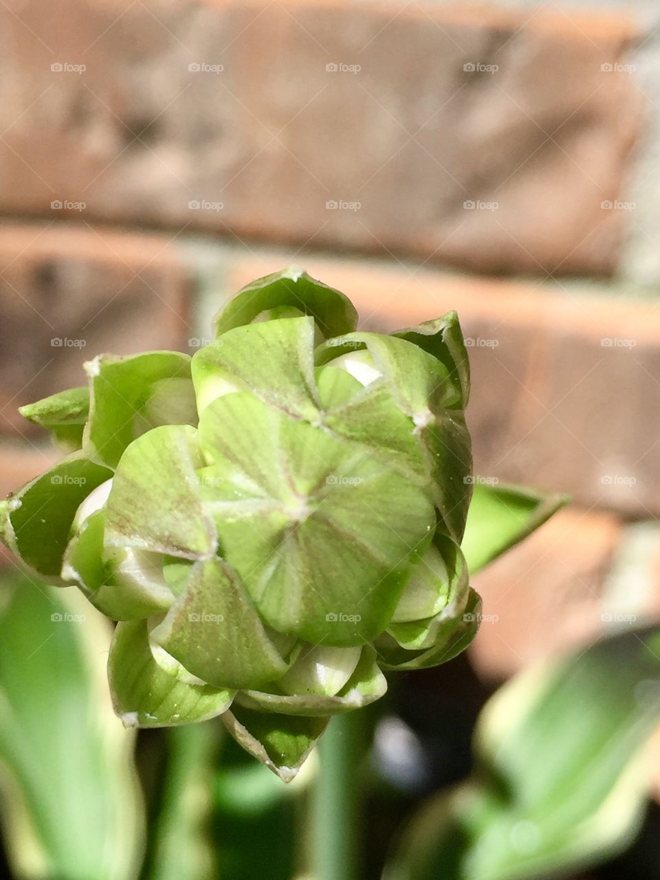 Macro Hosta flower bud
