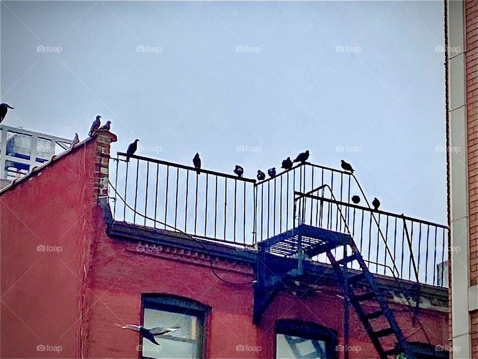 13 birds sitting side by side on a metal fence near the iron fire escape of a multi story brownstone building on Manhattan’s Upper East Side photographed on a slightly hazy late afternoon in April of 2022. Hypnotic Productions