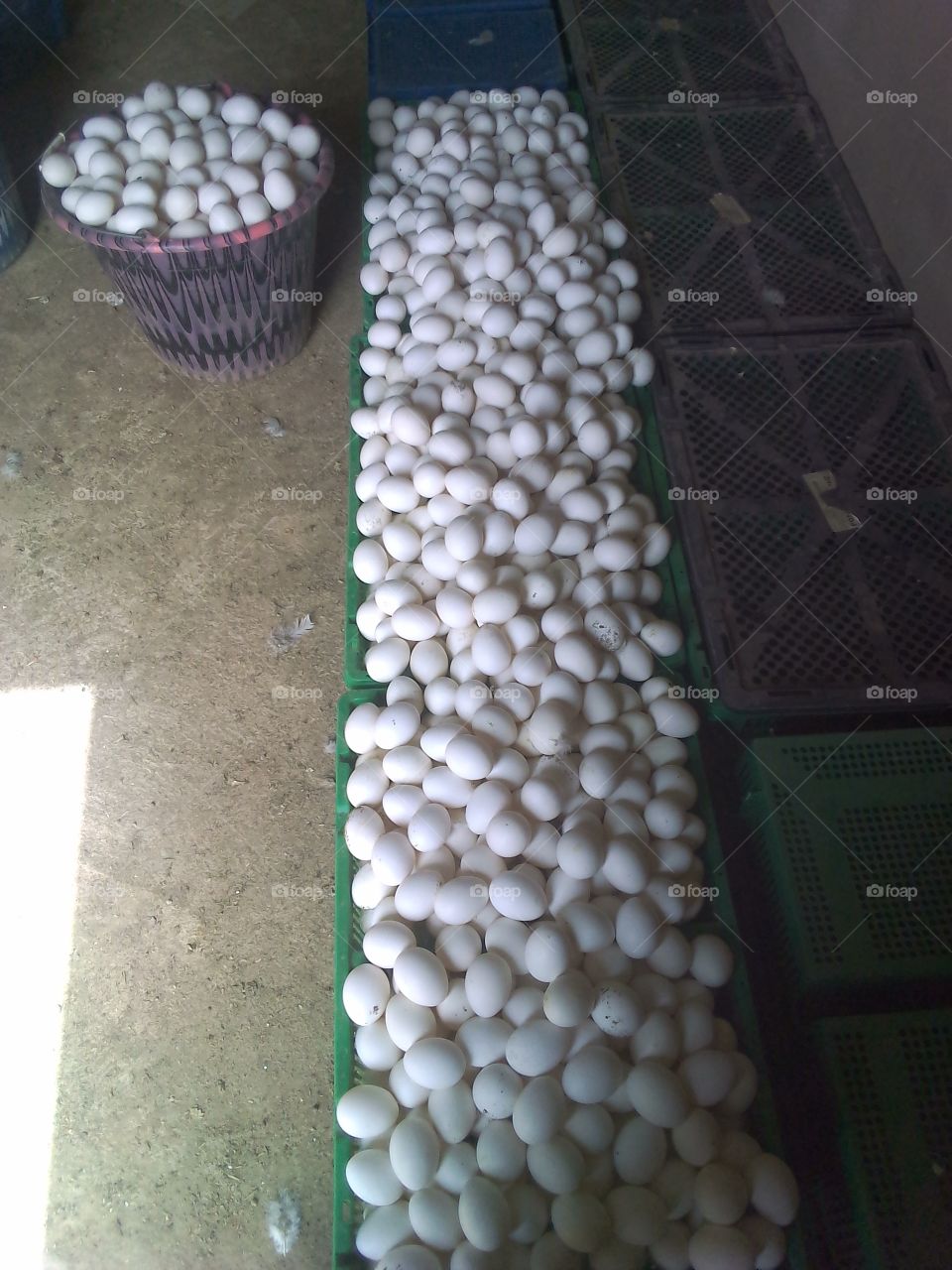 there are many eggs here