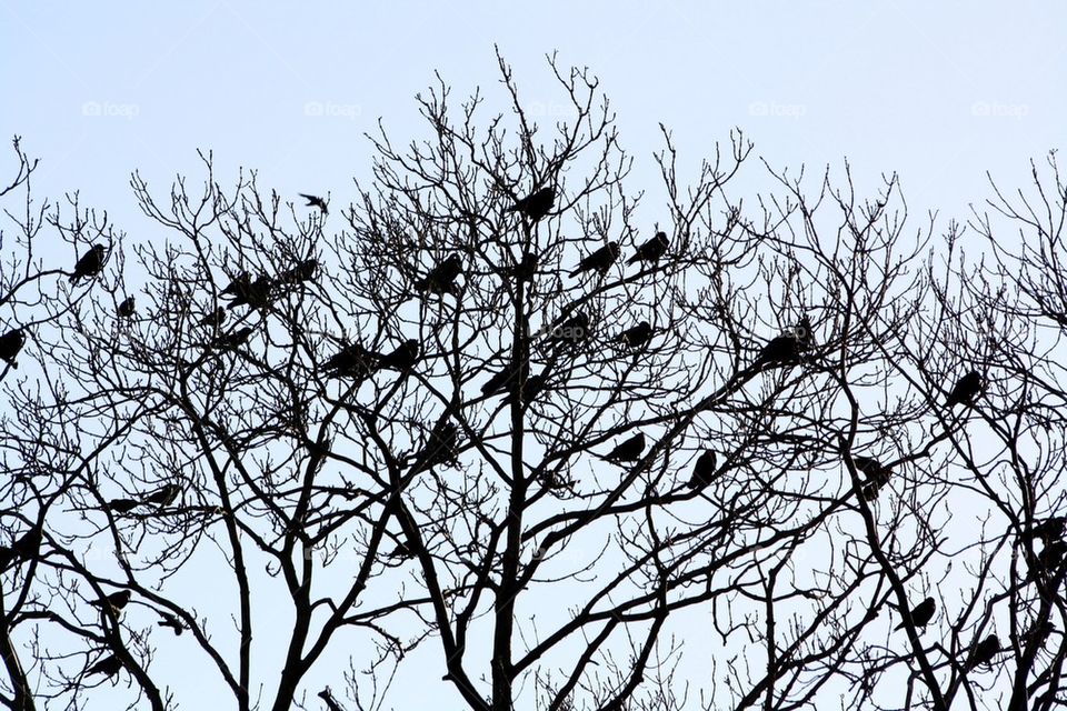Crows in a tree
