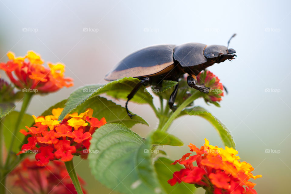 captured in sapa mountains