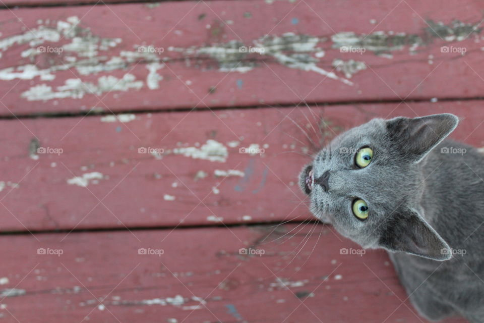 High angle view of cat looking at camera