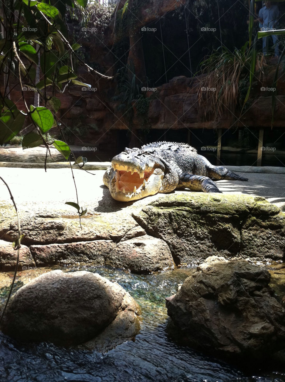 teeth water animal zoo by patrickhardy