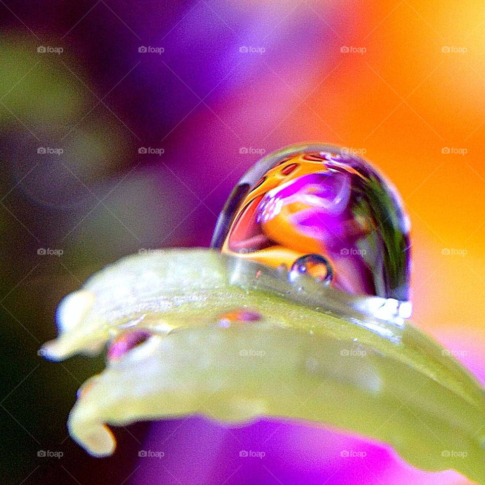 Macro shot of tiny droplet of water on a flower petal