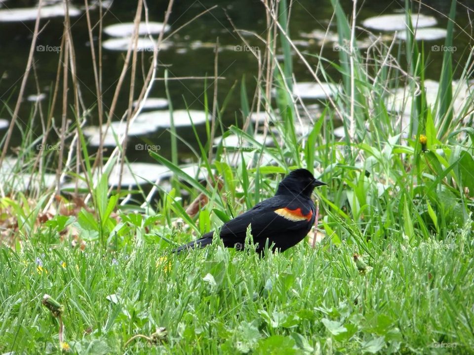 Red winged black bird