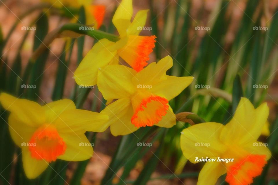 Spring Daffodils