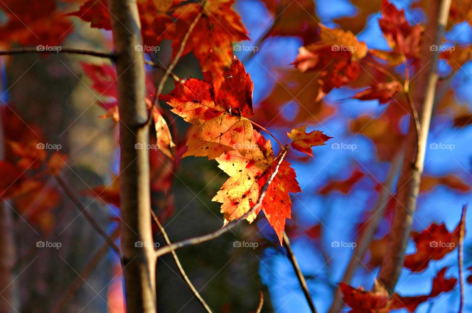 
Red in nature - Red Autumn leaves and vibrant sunsets appeal to our sense of time and season