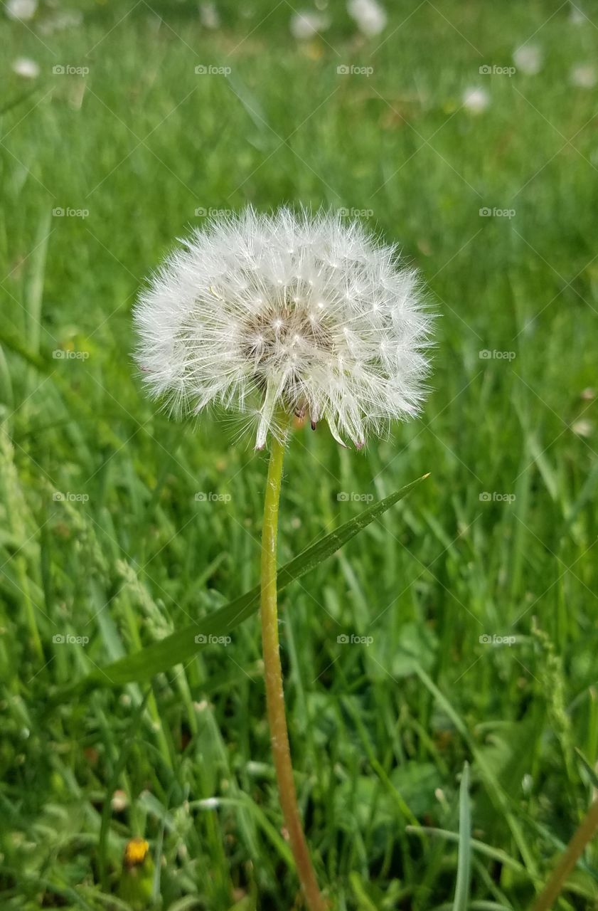 dandelion