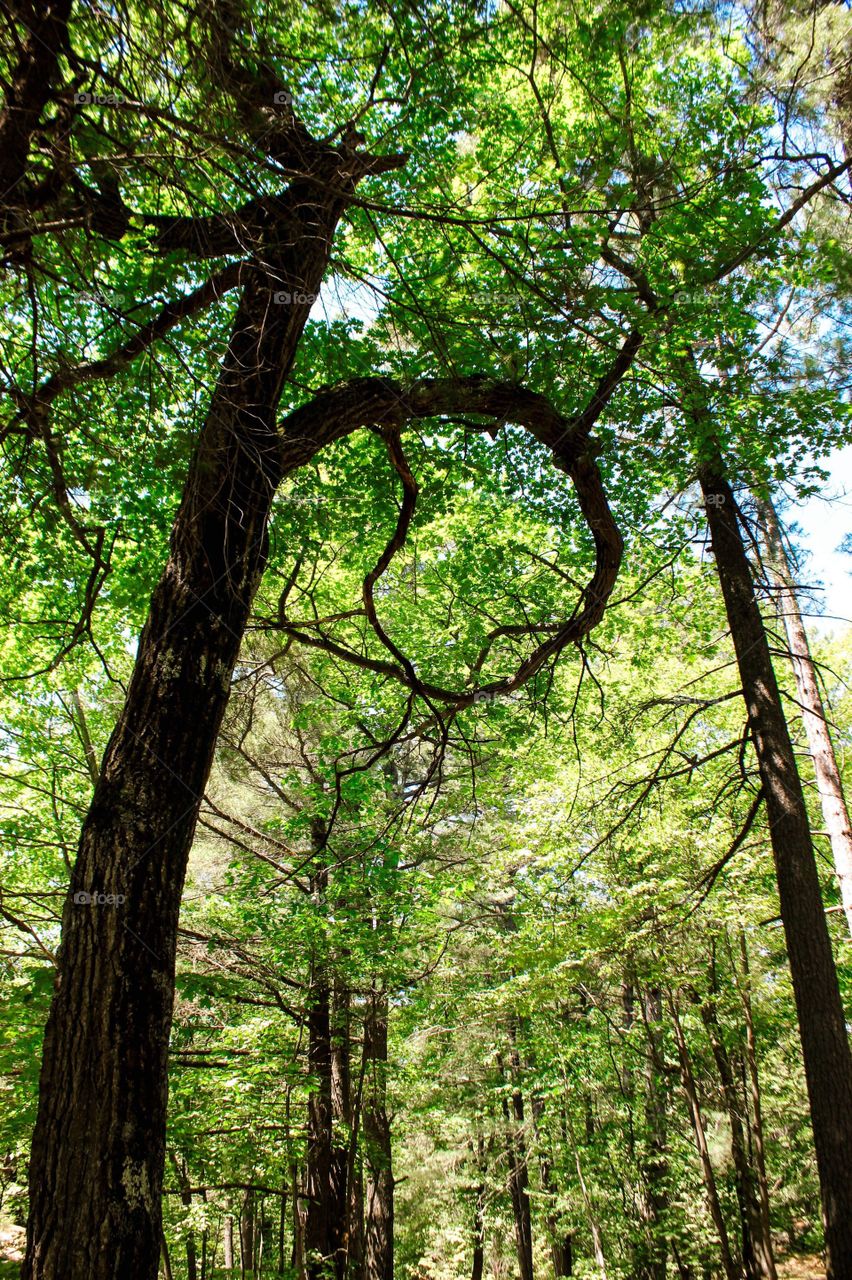 A twisted tree taken from below