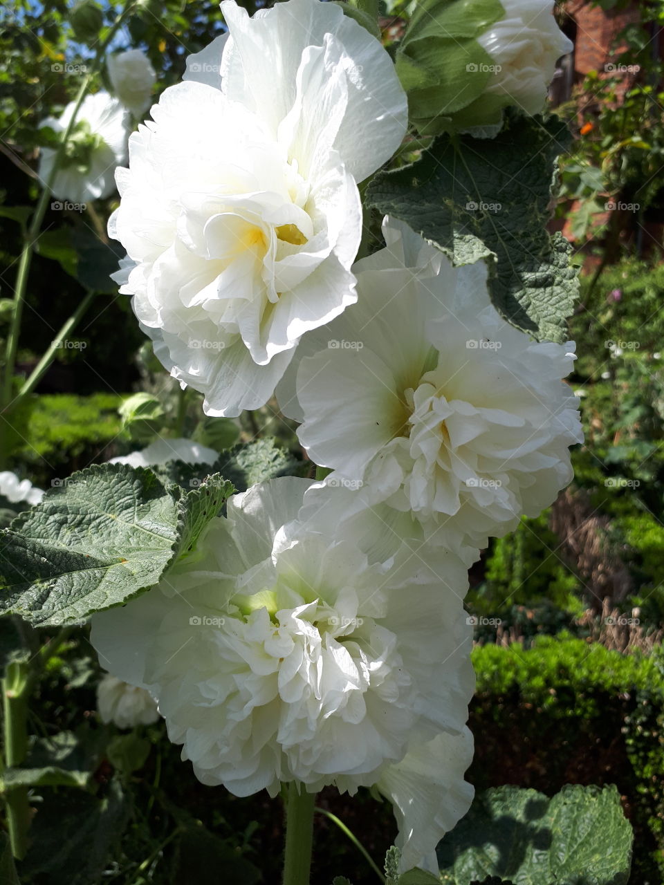 White Beauty