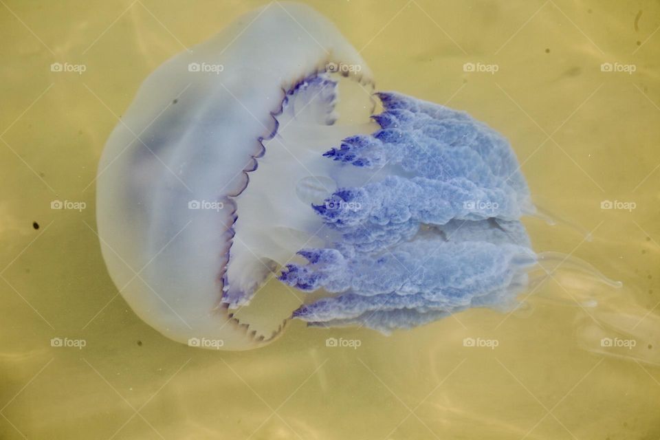 Большая медуза голубого цвета кажется практически прозрачной под солнечными лучами 