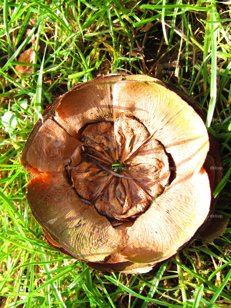 pine tree fruit