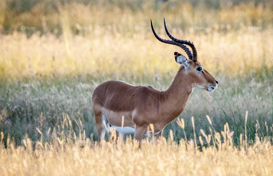 Linyanti, Botswana wildlife pictures