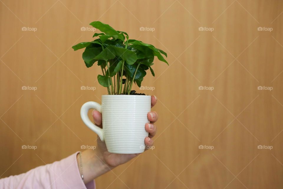 White cup with green plant in female hand on the wooden background. Ecology project concept 