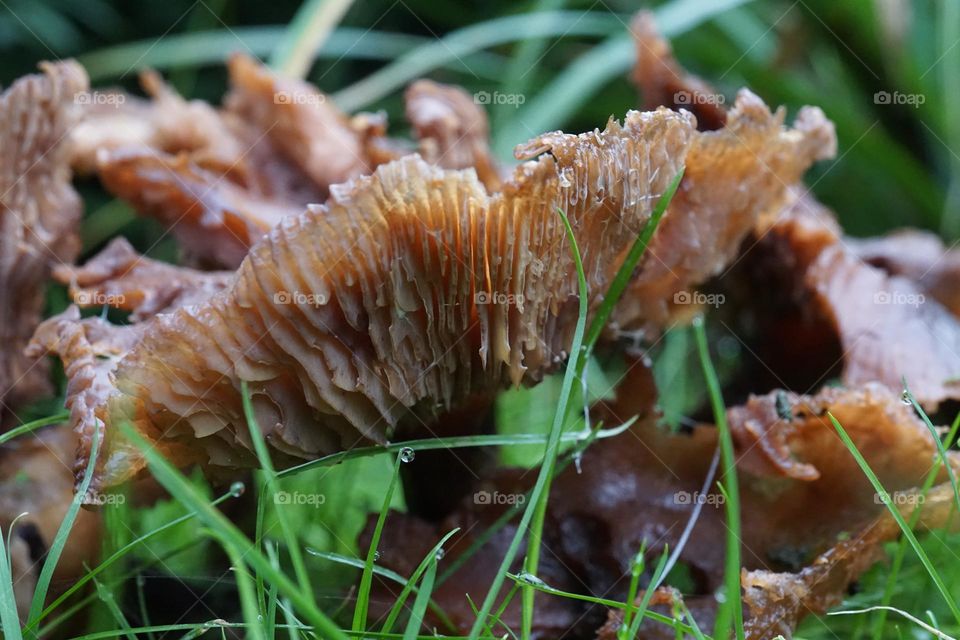 Clump of miss shaped mushrooms growing in the king wet grass 