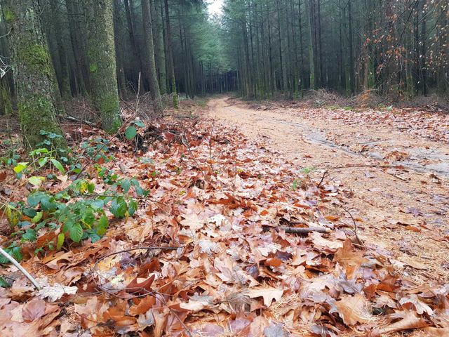 Long walking path through a forest.