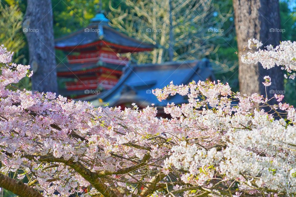 Cherry Blossoms With Japanese Pagoda In Background