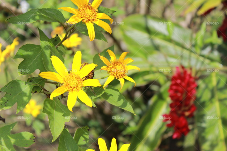 Sun bathed flowers