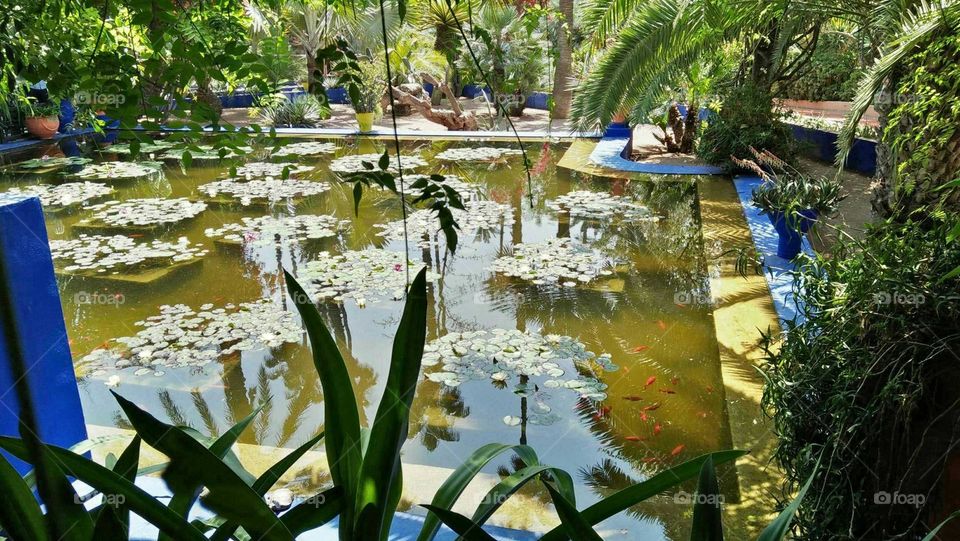 Beautiful and magic Majorelle Garden at marrakech city in morocco.