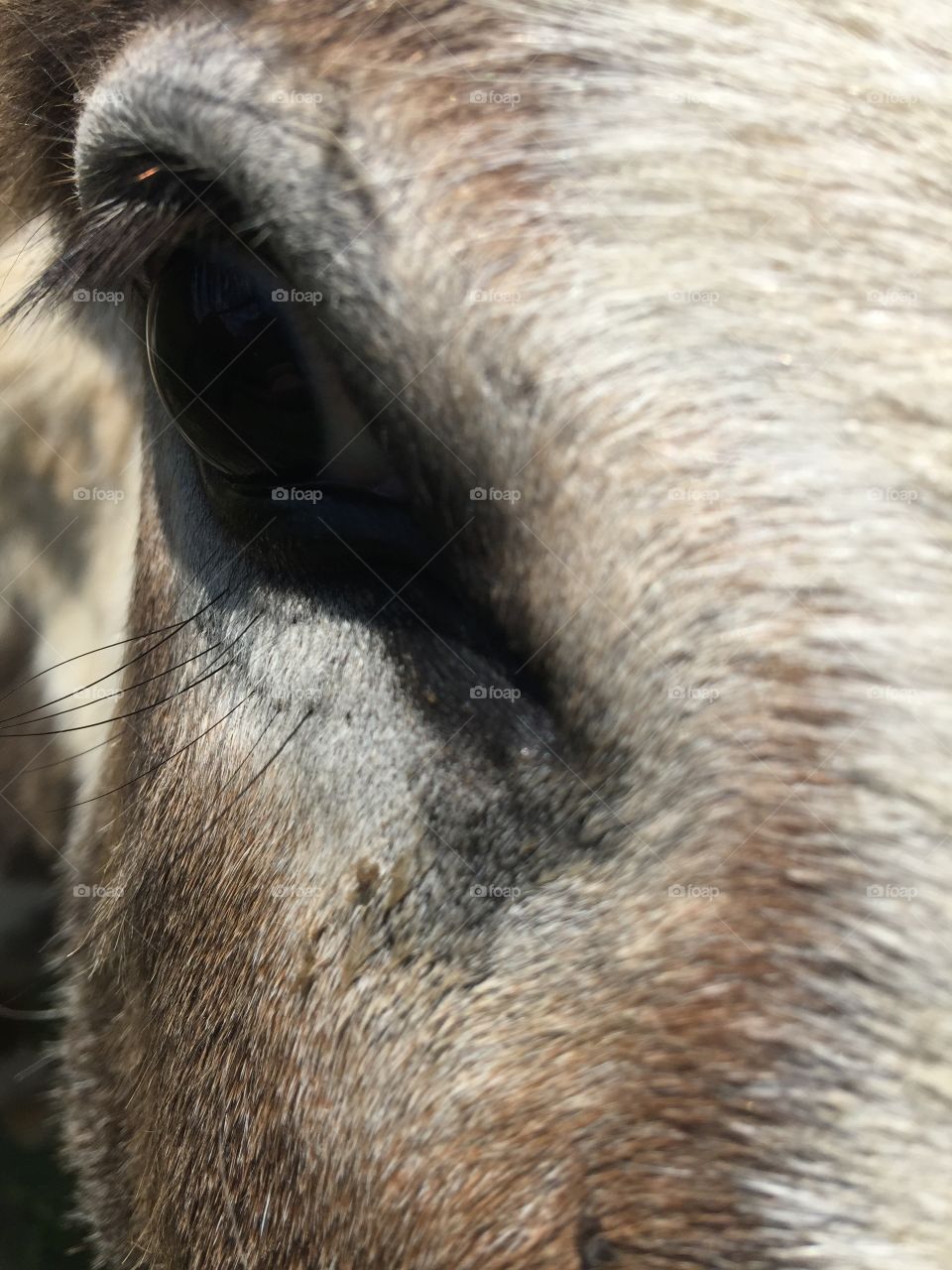 Donkey face