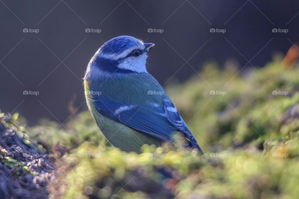 Blue tit bird close-up in a forest