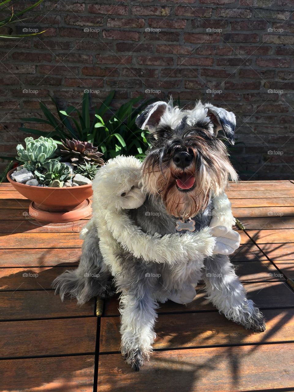 Dog with a plush monkey 