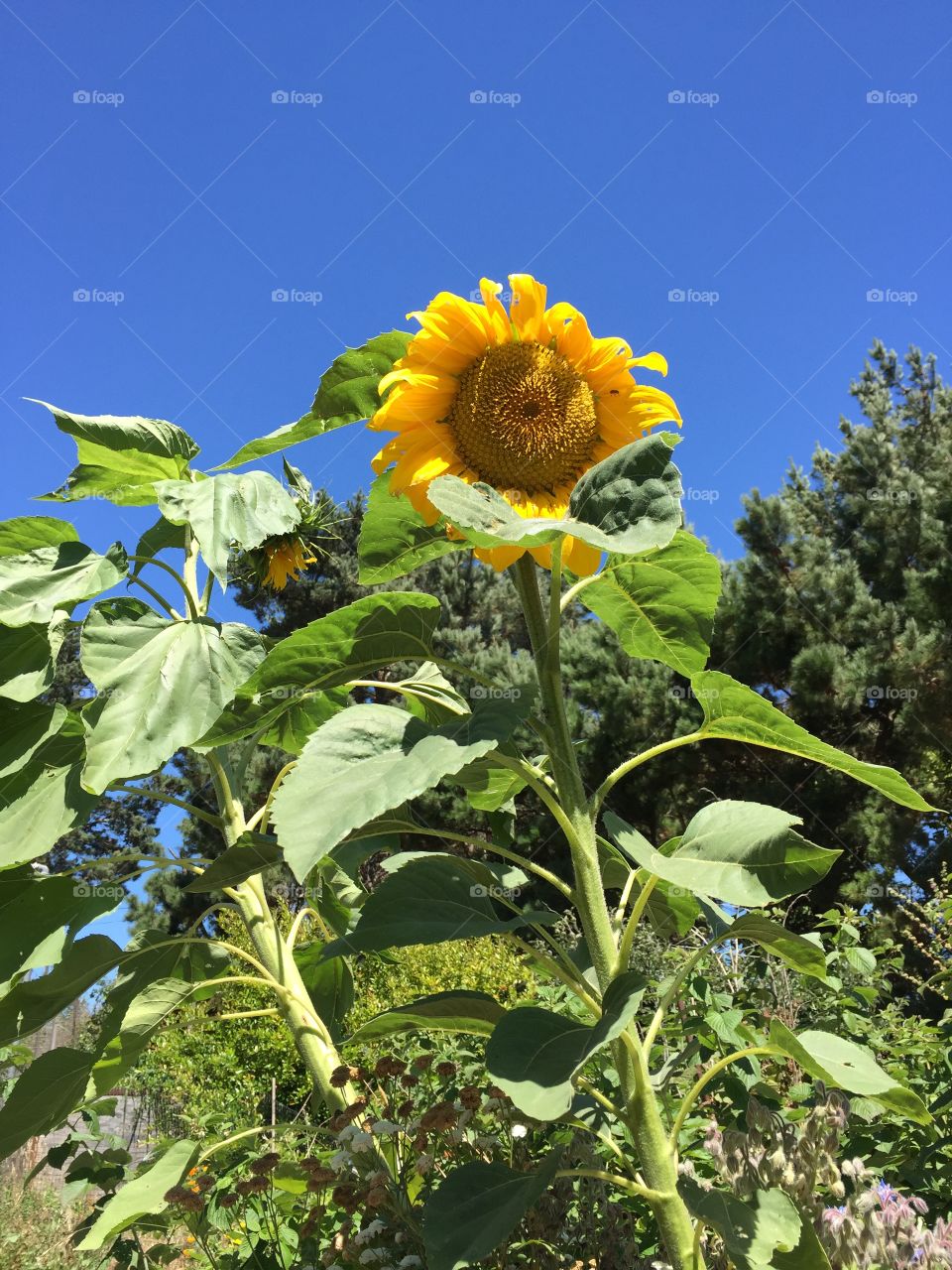 Little Sunflower 