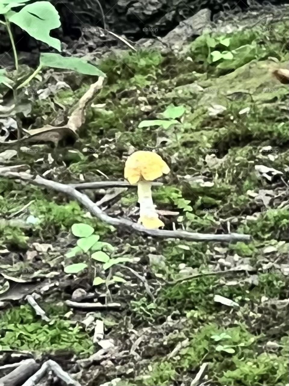 Mushroom