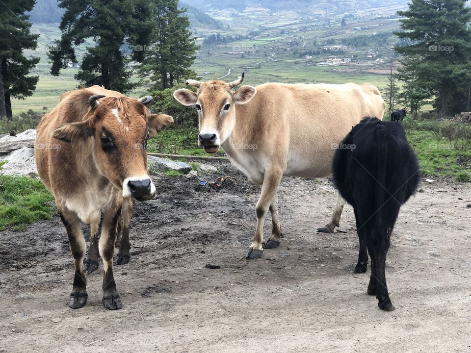 Cow traffic in bhutan
