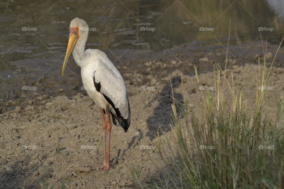 Yellowbilled stork at the water's edge