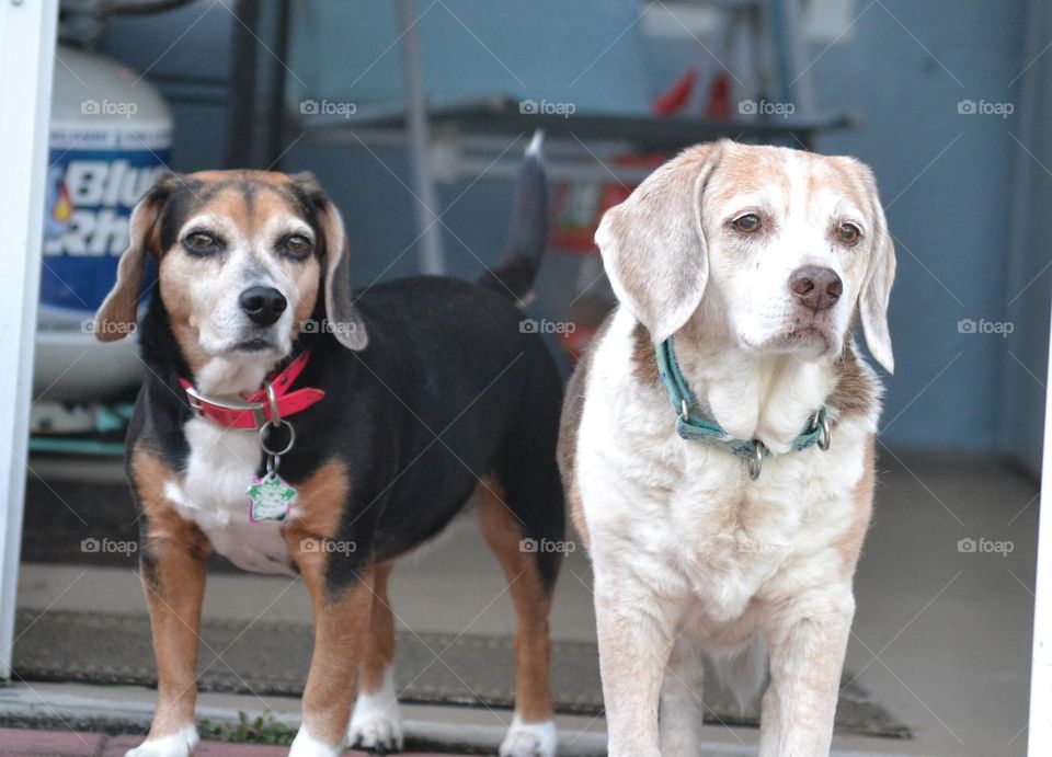 2 beagle dogs standing next to each other white, tan, and black with a pink collar and a green collar
