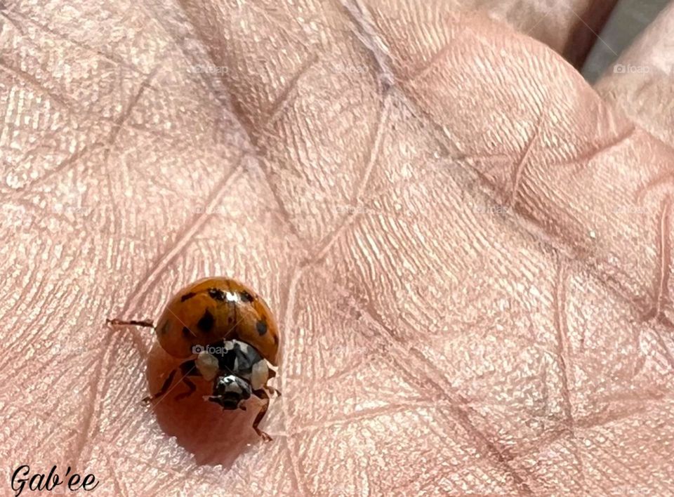 Ladybug 🐞