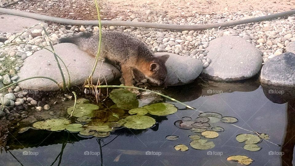fox. getting a drink