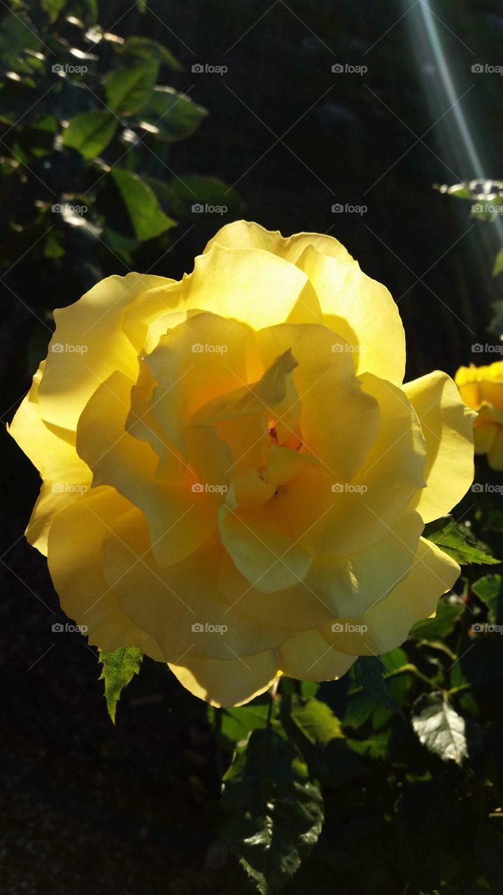 yellow rose backlit by the sun in a city rose garden.  perfect petals displayed in glory