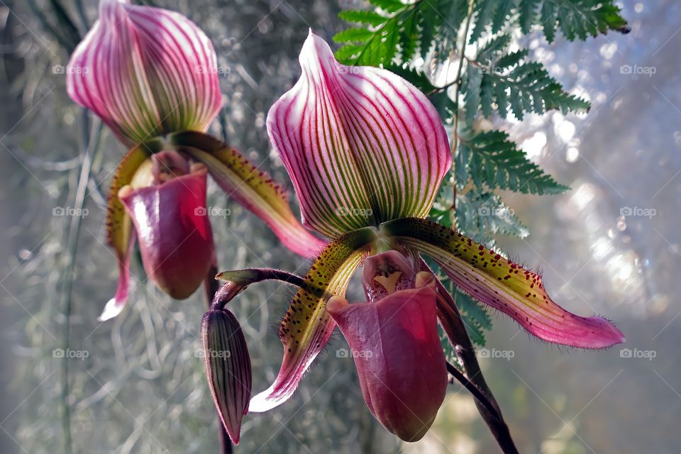 Lady s slipper orchid Paphiopedilum Callosum growing in the greenhouse at Deep Cut Gardens, Middletown, NJ.