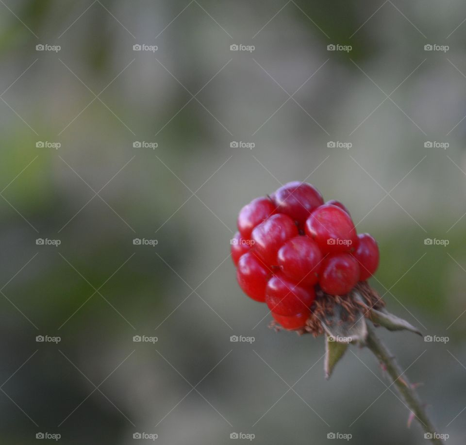 Close-up of red raspberry
